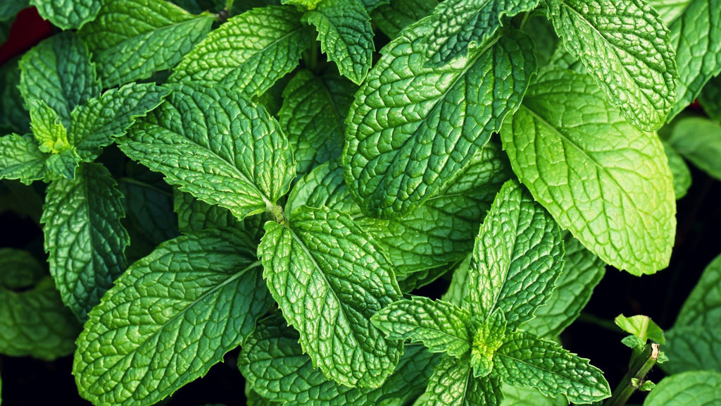 mint is a guinea pig safe herb to grown at home