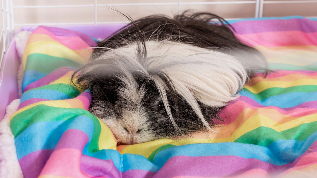 long haired guinea pig sleeping on rainbow fleece liner bedding in white C&C cage