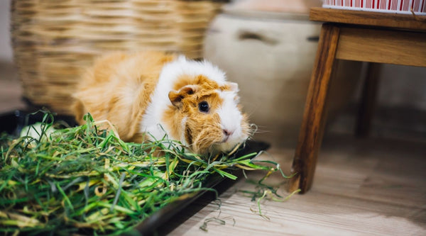 Guinea pig sat in a box of fresh grass while spending time outside of a cage