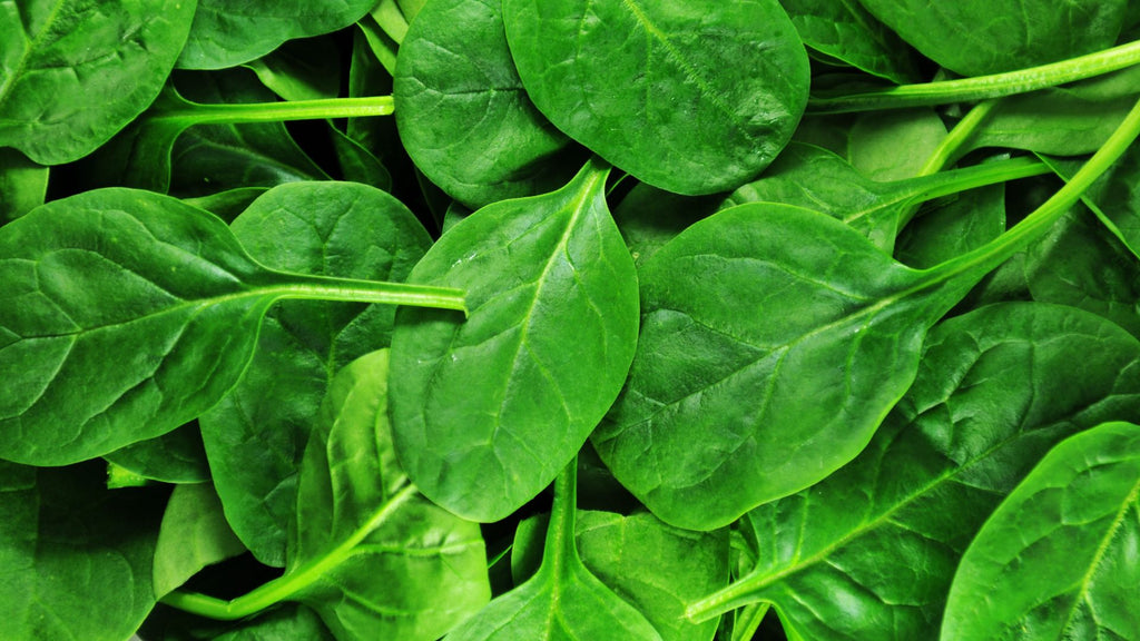 spinach is an easy to grown vegetable leafy green for guinea pigs