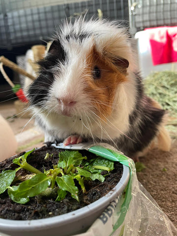 happy guinea pig eating basil herbs kavee blog