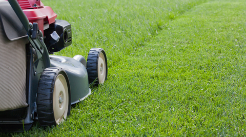 do not feed grass lawn clippings to guinea pigs