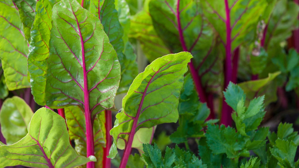 swiss chard can be sown for guinea pigs to eat in home garden