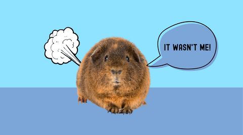 Do guinea pigs fart?