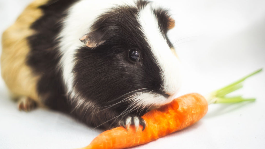 guinea pig eating a homegrown carrot from garden