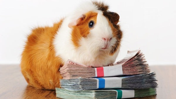 guinea pig sitting next to money to pay for expenses