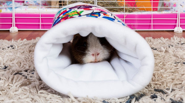 guinea pig sleeping in soft fleece tunnel accessory toy on carpet