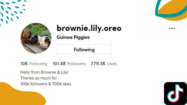 brownie.lily.oreo videos of guinea pigs on tiktok kavee blog usa