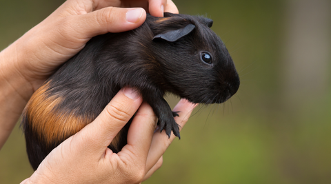 how to help a bloated guinea pig massage 