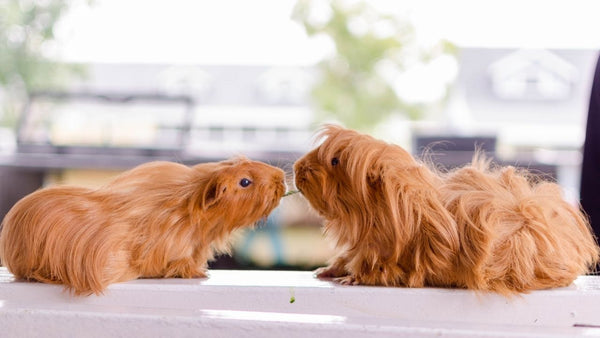 two ginger guinea pigs fighting over a piece of hay