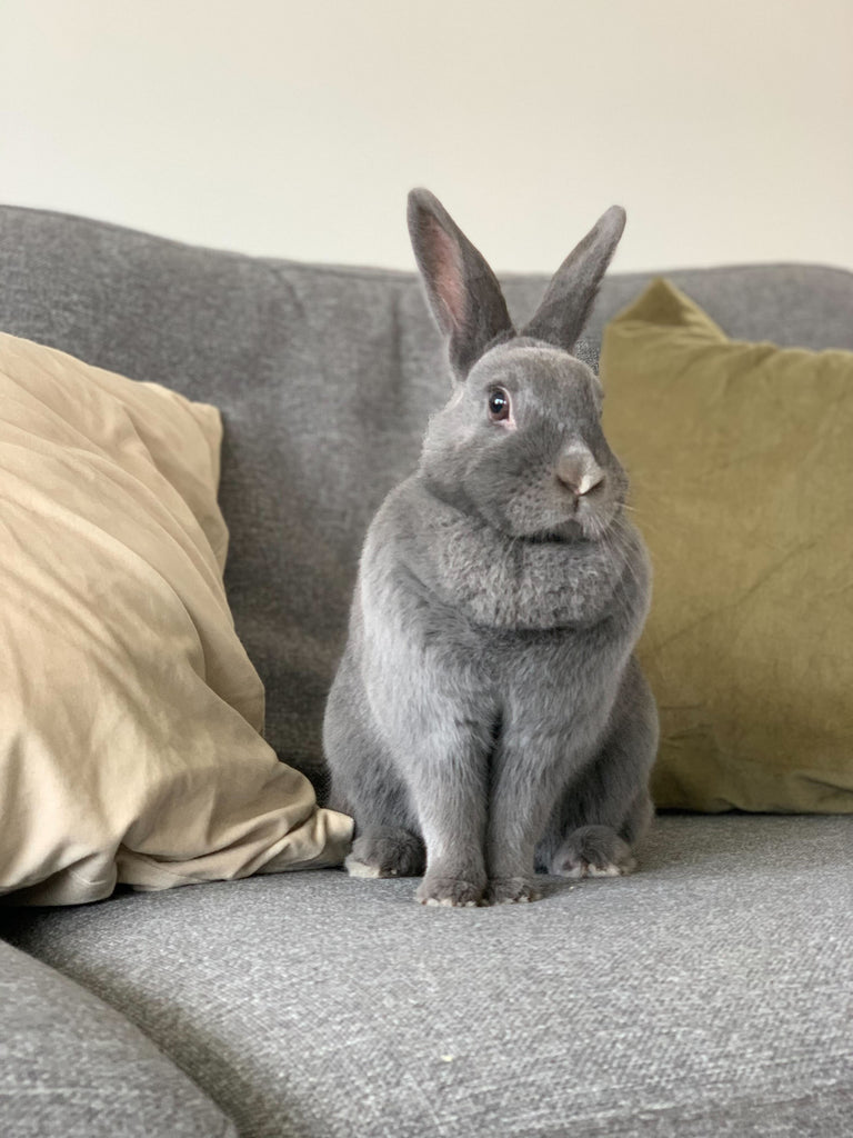 The rabbit glossary is full of important terms for rabbit owners. Pictured is Coco, the Kavee bunny, sitting on a sofa next to two cushions