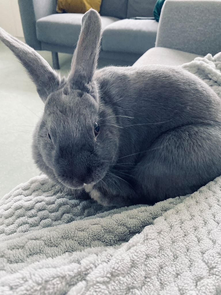 Free-roam house rabbits move freely in their home, without a cage. Pictured is Coco, the grey rabbit, sitting on a fleece blanket on a sofa.