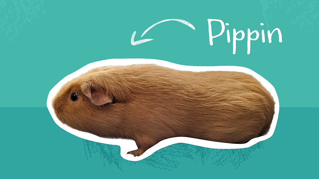 Pippin is a light brown guinea pig with smooth hair who lives at the Kavee Guinea Pig Rescue.