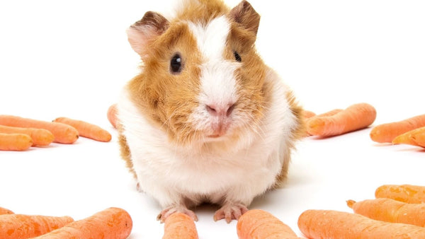 young guinea pig surrounded by orange carrots on a white background