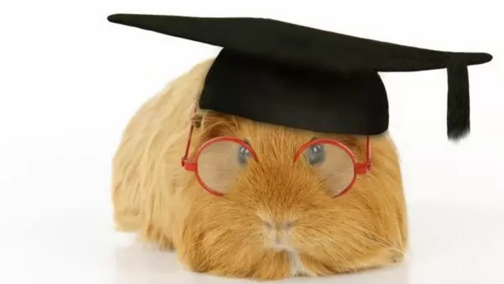 How Smart Are Guinea Pigs