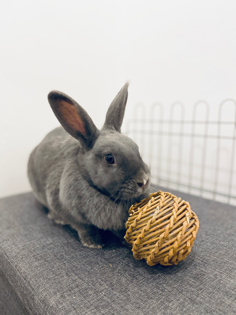 A free-roam rabbit set-up makes for happier buns. Pictured is Coco the free-roam rabbit on carpet, playing with a chew toy
