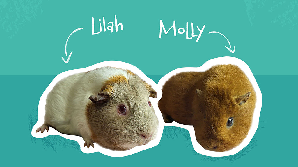 Molly and Lilah are two female guinea pigs who arrived at the Kavee Rescue together.
