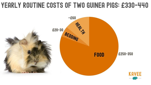 Orange Pie chart of yearly routine expenses of owning two guinea pigs