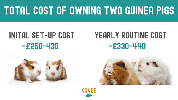 total breakdown of how much two guinea pigs can cost per year