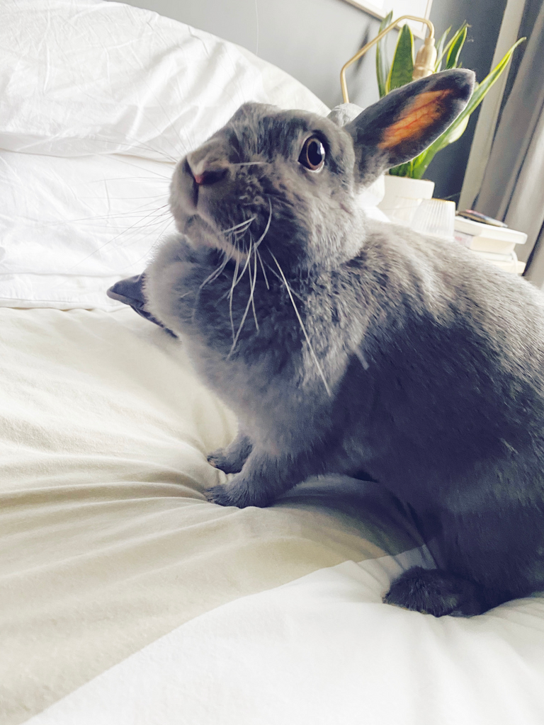 Your free-roam rabbit set-up has to be totally bunny-proof! Pictured is Coco the free-roam house rabbit on a bed.