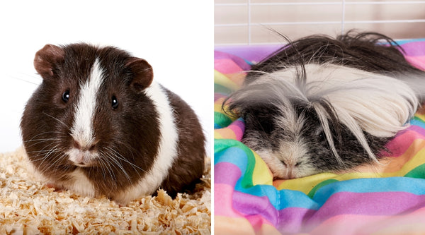 difference between types of guinea pig bedding