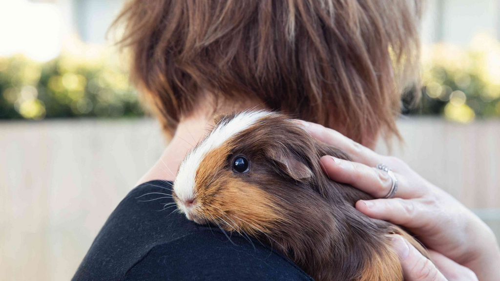 Guinea Pig & Owner