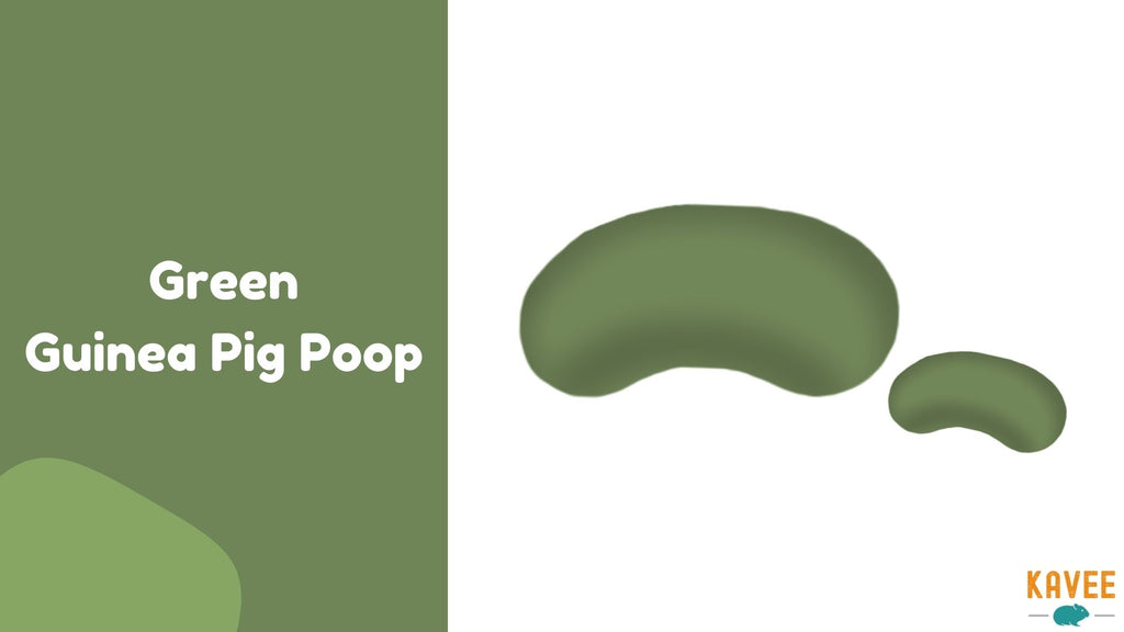 green cecal guinea pig poop