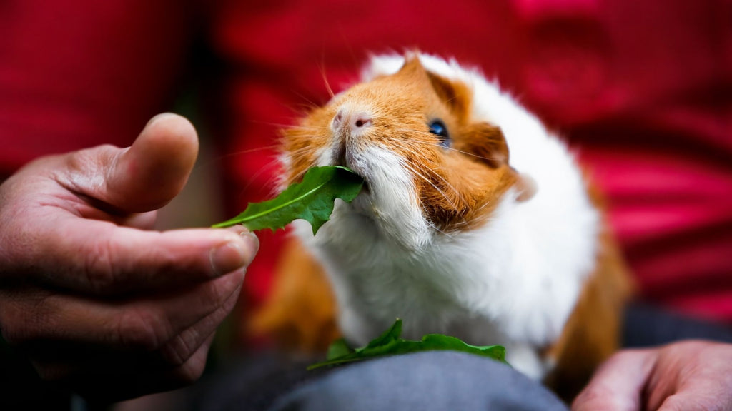 guinea pig eating lettuce on pet owners lap