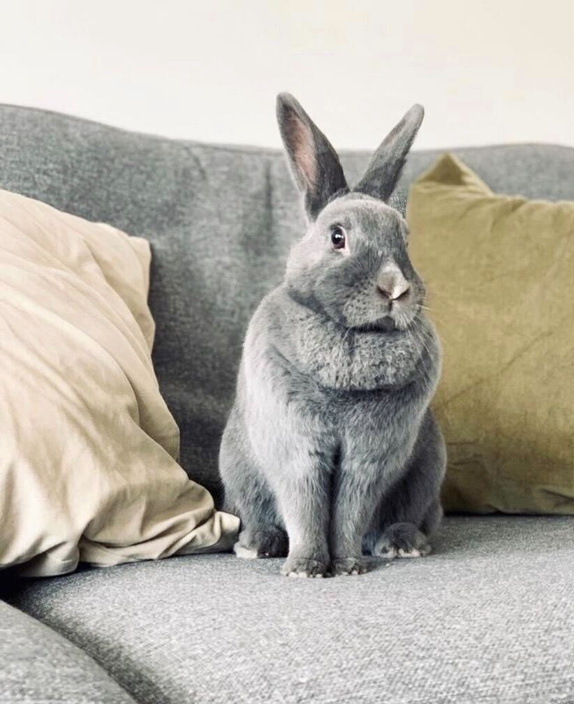 Coco the Kavee bunny is sitting on a sofa, next to cushions