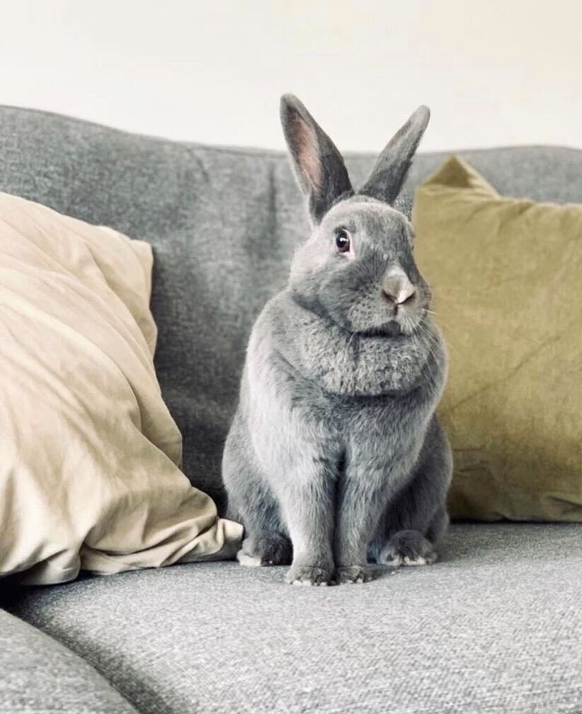 Bunny-proofing your free-roam rabbit set-up is key. Wires, carpets, steep stairs, and other pets can be dangerous. Pictures is Coco the rabbit on a sofa, next to two cushions.