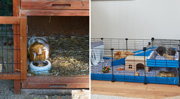 keeping guinea pigs indoors vs outdoors