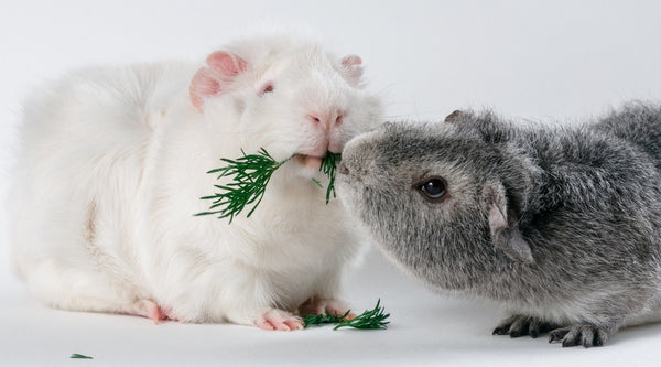 dominance issues can cause fighting in guinea pigs
