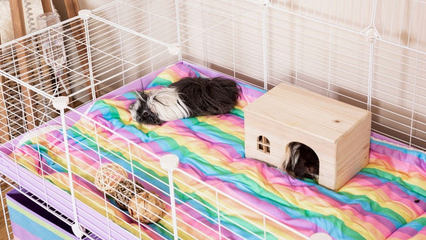 White C&C cage with a stand and rainbow fleece liner and storage boxes for guinea pigs and small pets