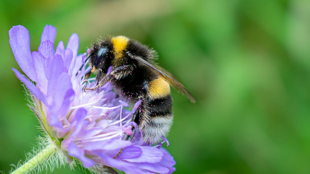 Bee pollinating a flower