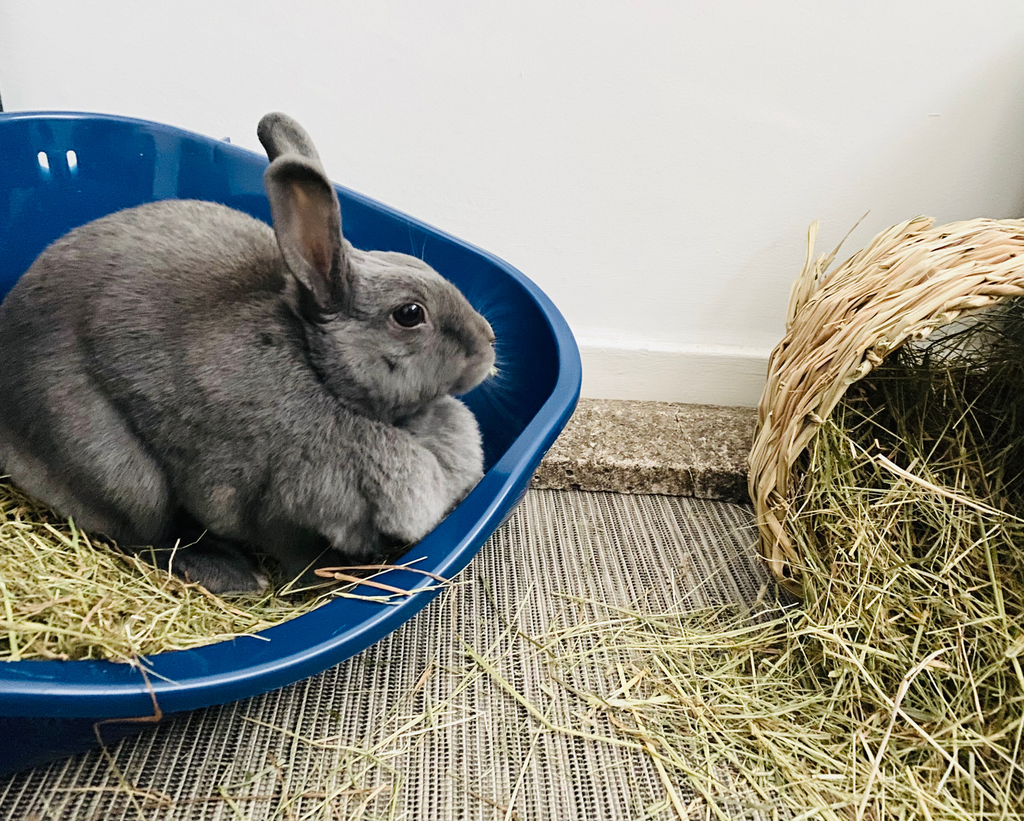 Coco is a free-roaming rabbit, so she's toilet trained.
