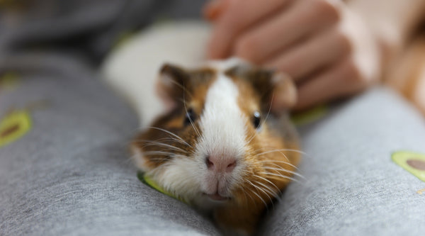 Illness can cause fighting in guinea pigs