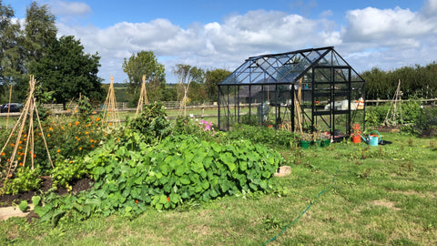 grow vegetable garden greenhouse guinea pigs