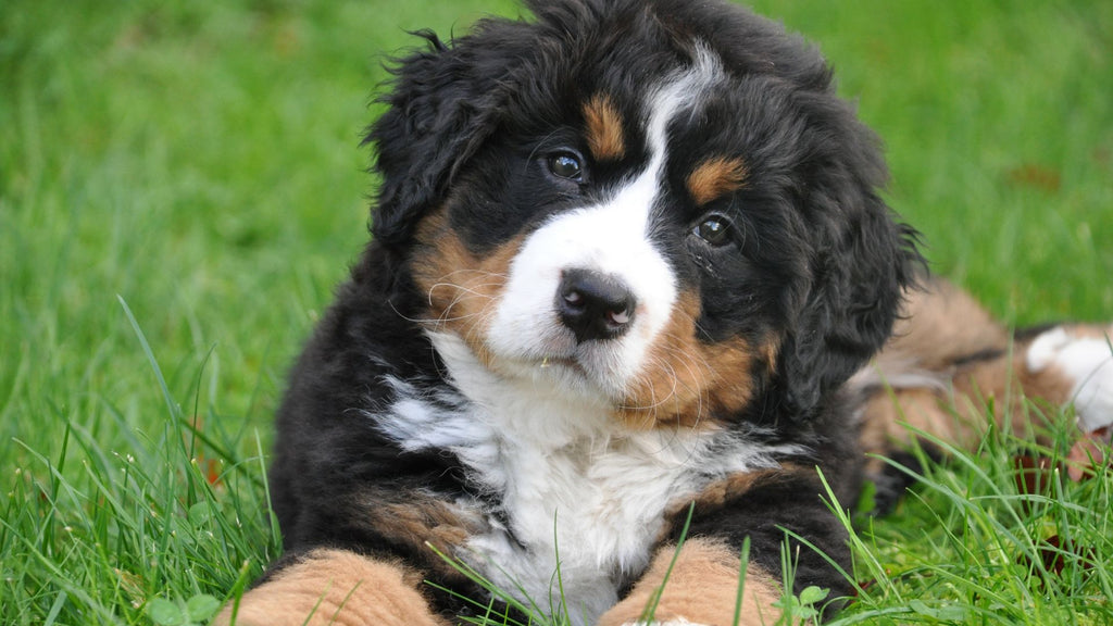 restrict room access to other household pets like dogs or cats when holding guinea pigs