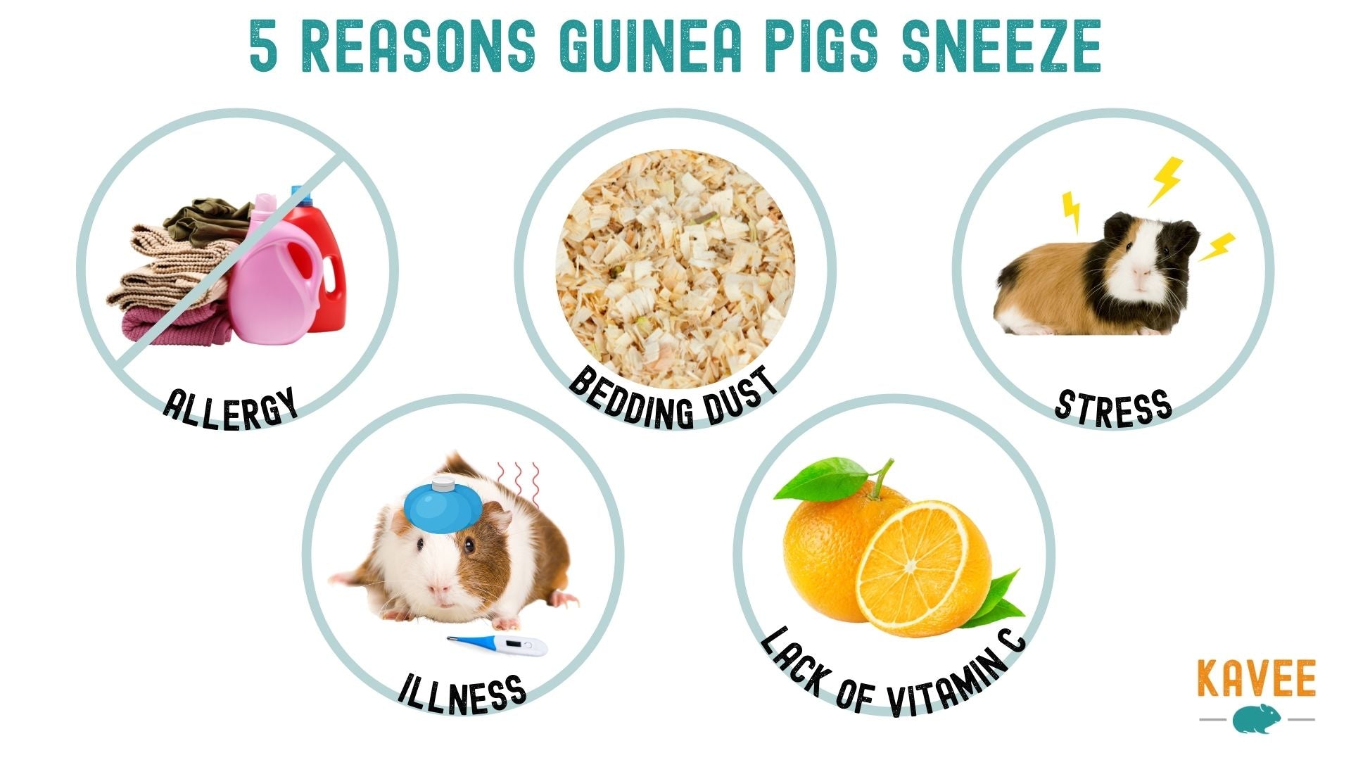 guinea pigs can sneeze because of allergies bedding illness stress dust stress illness and lack of vitamin c