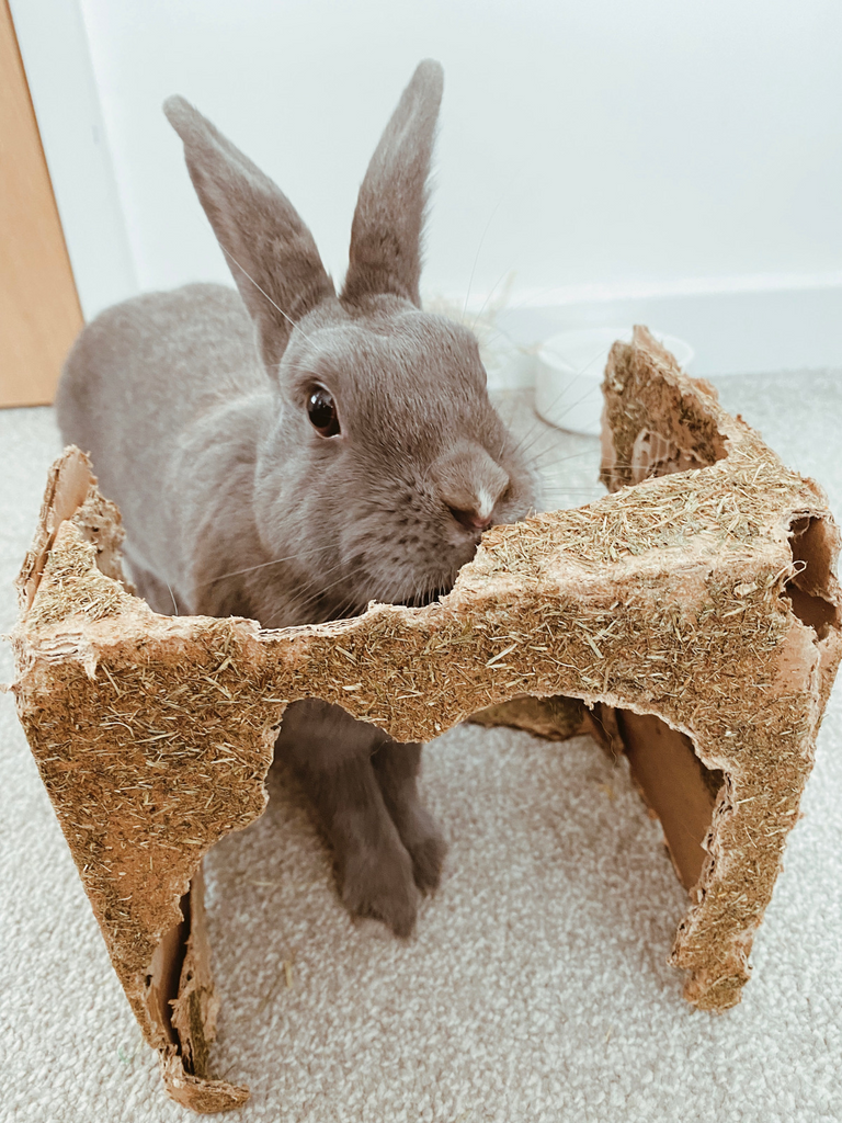 Free-roam house rabbits chew and dig every day, so they need enrichment. Pictured is Coco the bunny with a well-chewed cardboard hidey.