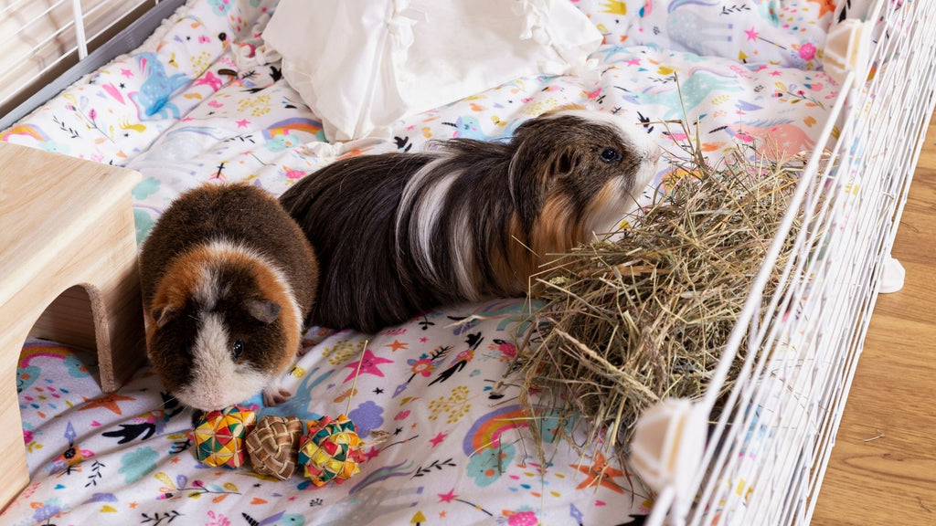 two guinea pigs on unicorn fleece liner bedding in white C&C cage