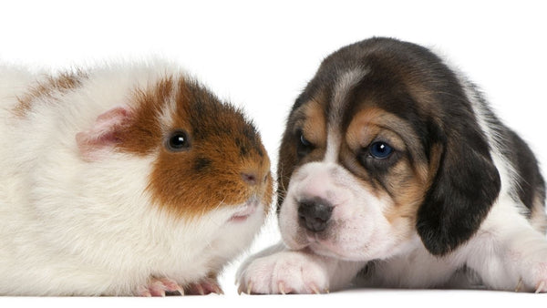 guinea pig bonding with a puppy dog on white background