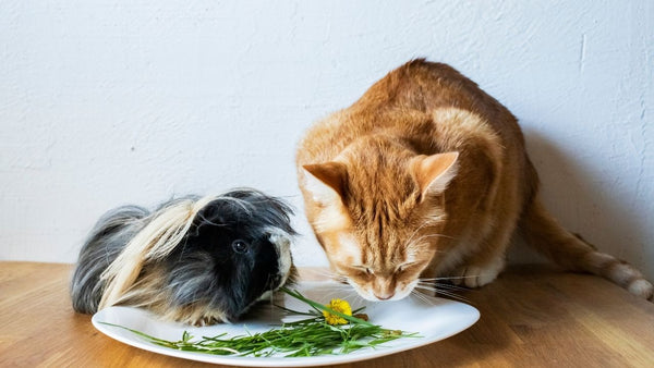 guinea pig and cat sharing a plate of food on a wooden table