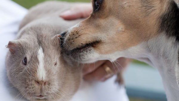 will my dog eat my guinea pig small dog smelling a grey guinea pig during introductions