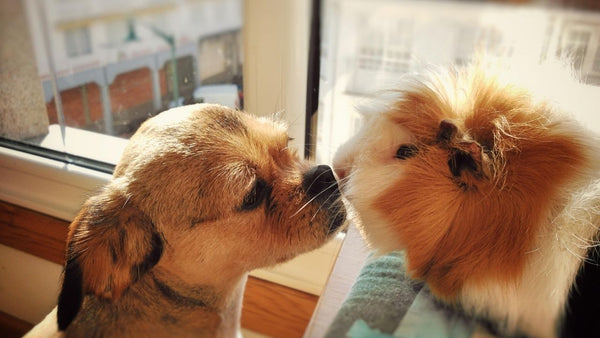 guinea pig sat on table while dog is on floor sniffing their scent for introductions