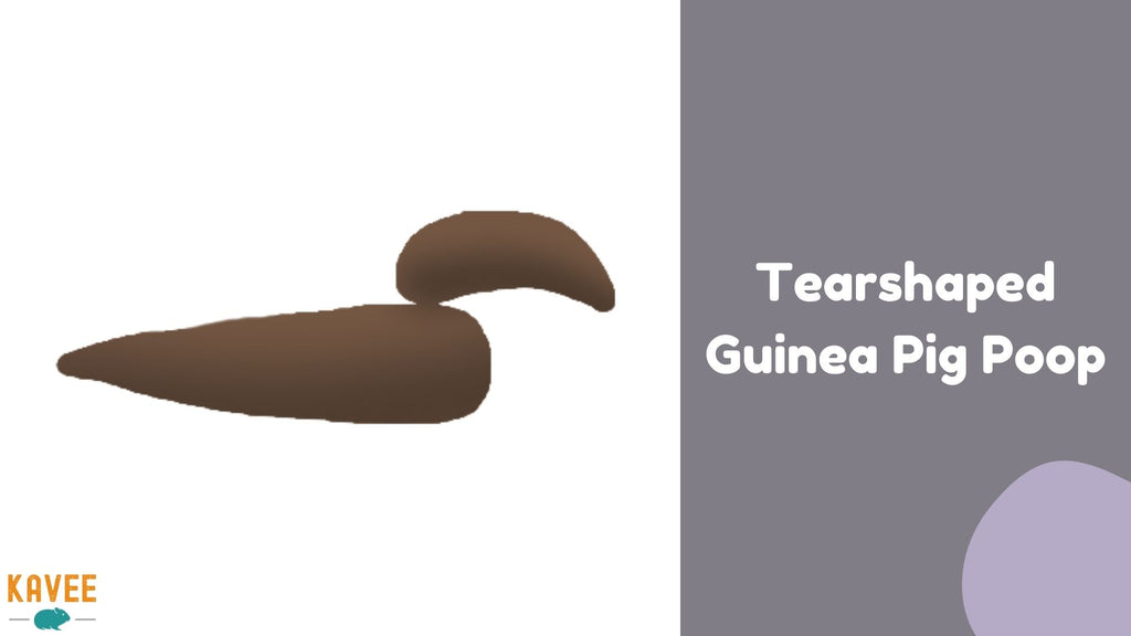 tear shaped guinea pig poop