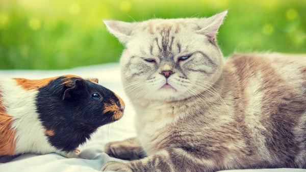 tricoloured guinea pig sat with grey cat outside on a white blanket