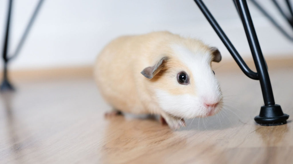 Guinea pig on a wooden floor during out of cage time