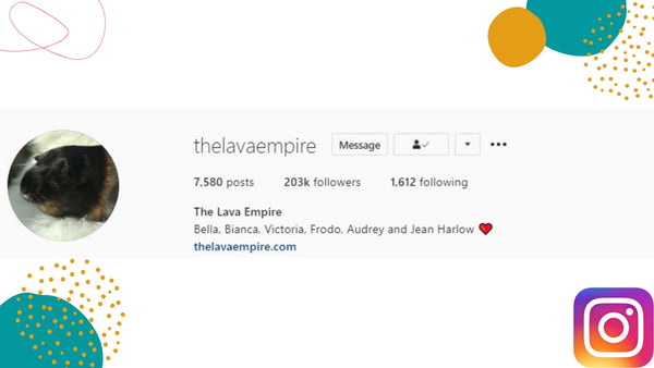 the lava empire Instagram guinea pigs kavee blog uk