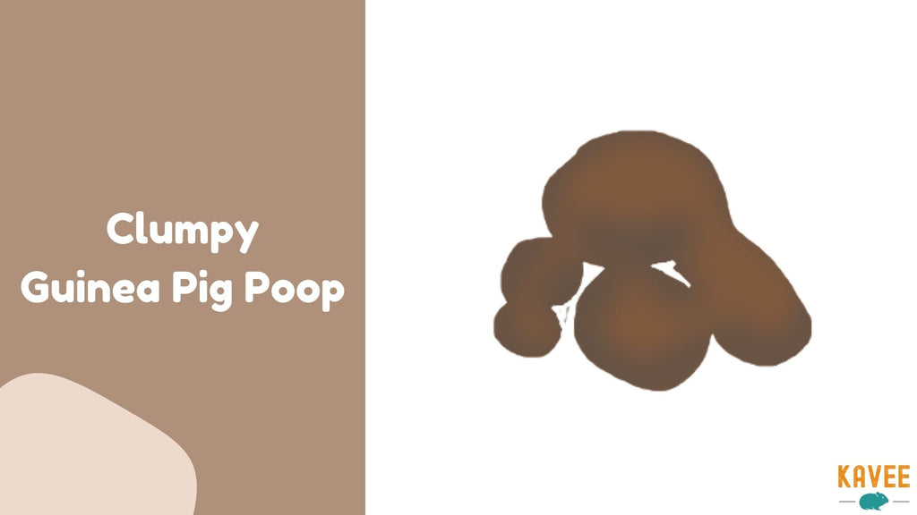 clumpy guinea pig poop